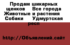 Продам шикарных щенков  - Все города Животные и растения » Собаки   . Удмуртская респ.